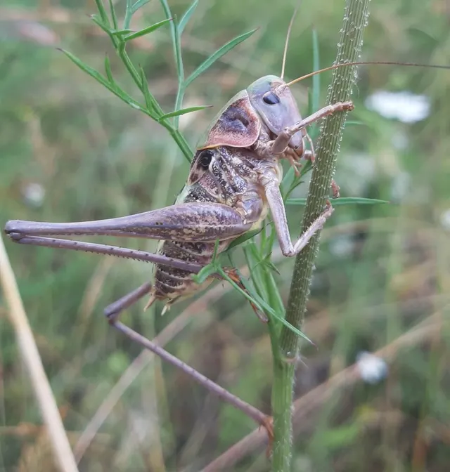 Decticus loudoni
