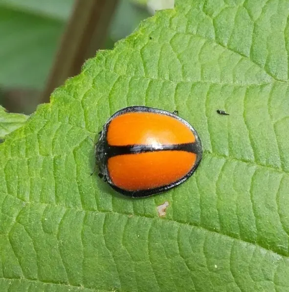 Epilachna abrupta