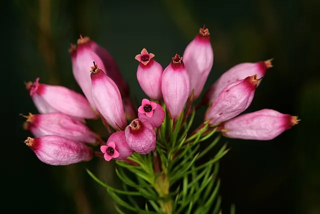 Erica inflata