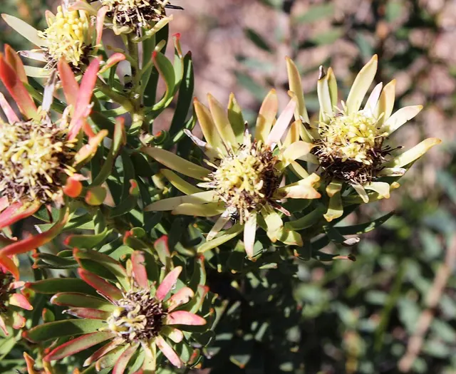 Leucadendron lanigerum
