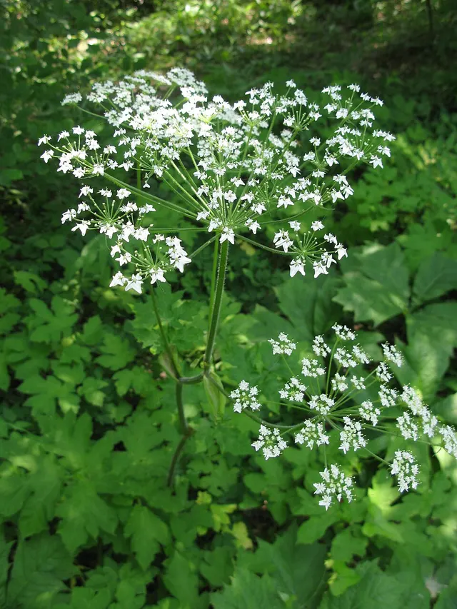 Heracleum sphondylium var. nipponicum