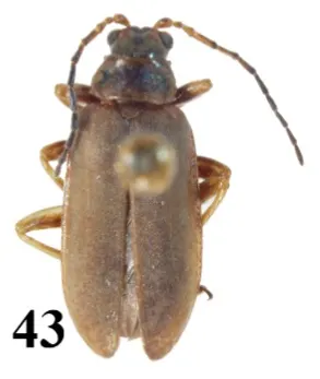 Chlorolochmaea parallela