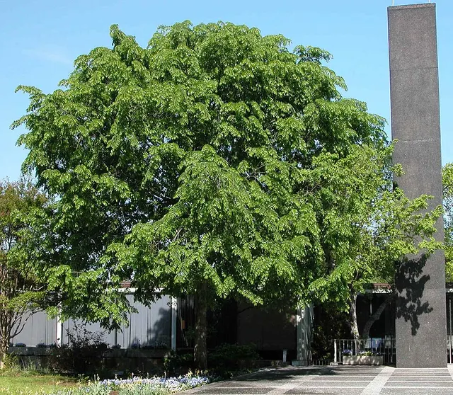 Ulmus davidiana var. japonica 'Prospector'