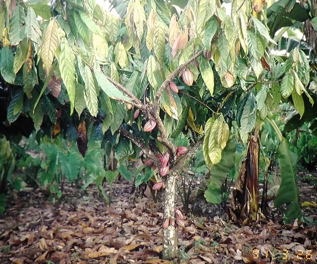 Cocoa production in Samoa