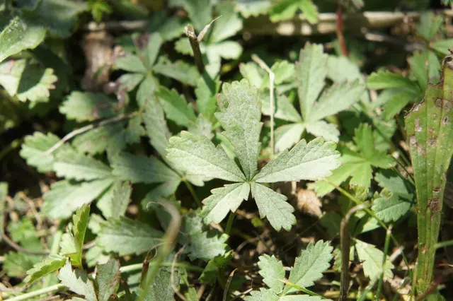 Podosphaera fragariae