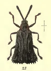 Euprionota aterrima