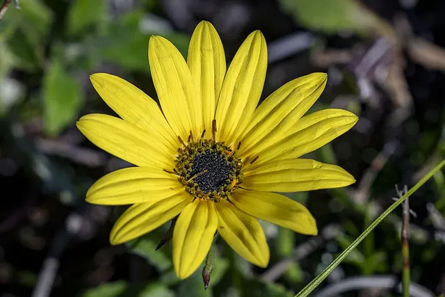 Arctotis scabra