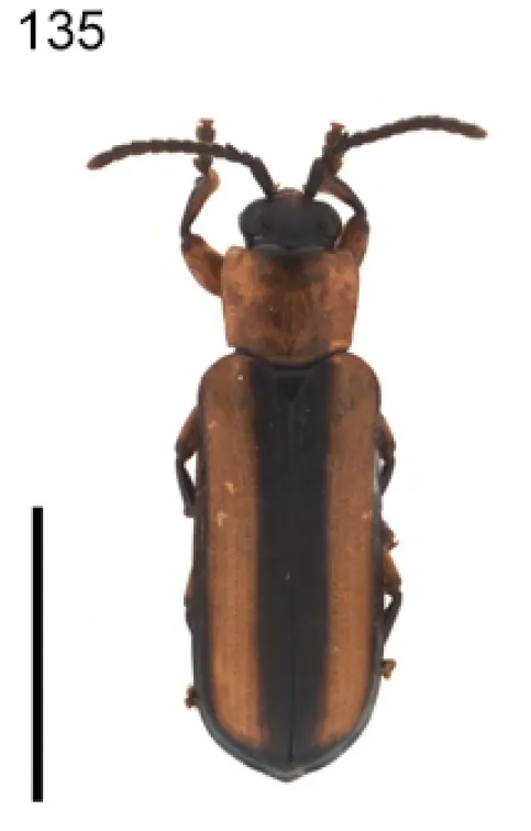 Cephaloleia eximia