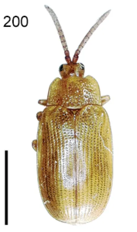 Cephaloleia opaca