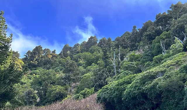 Ellangowan Scenic Reserve