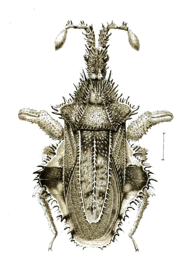 Carcinocoris