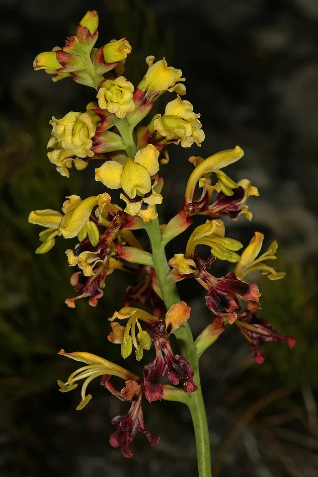 Tritoniopsis parviflora