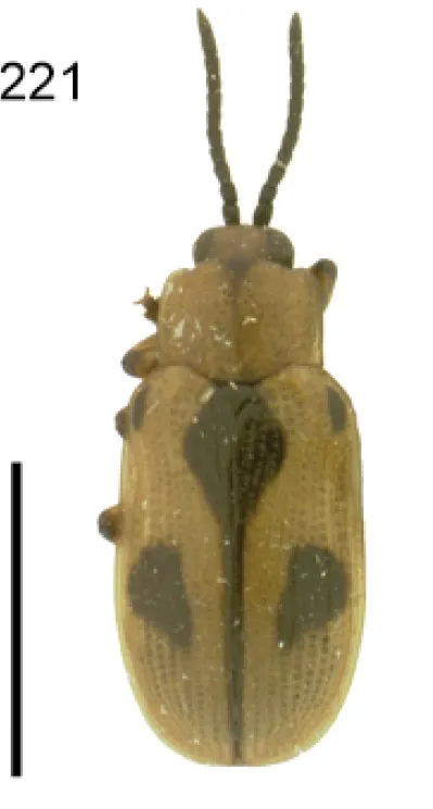 Cephaloleia quinquemaculata