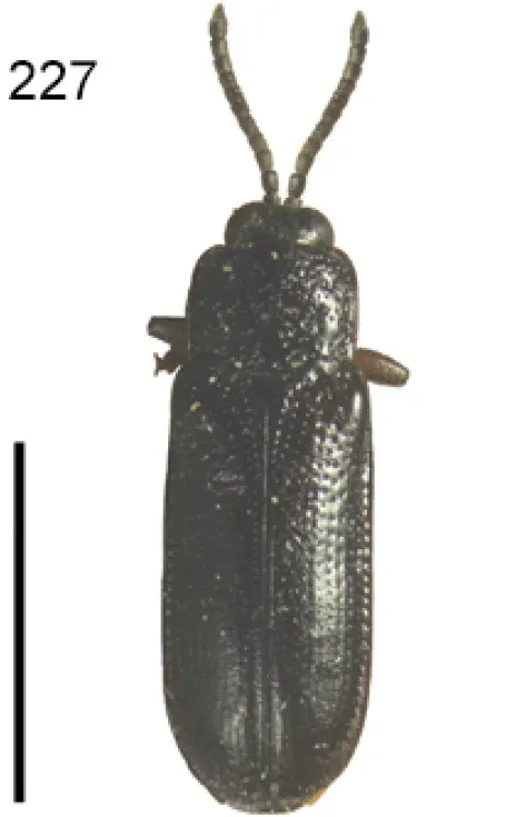 Cephaloleia rufipes