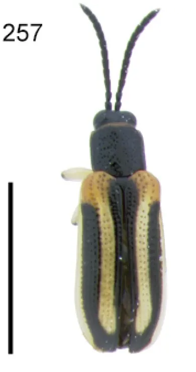 Cephaloleia trivittata