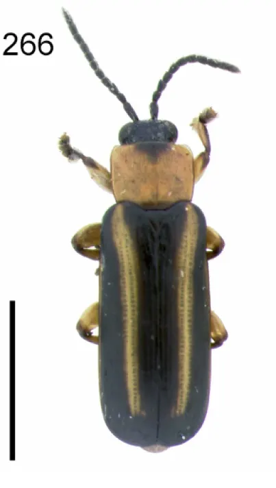 Cephaloleia vicina