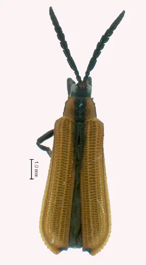 Platocthispa gregorii