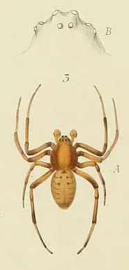 Araneus sagicola