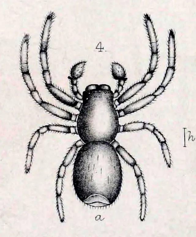 Stiphropus drassiformis