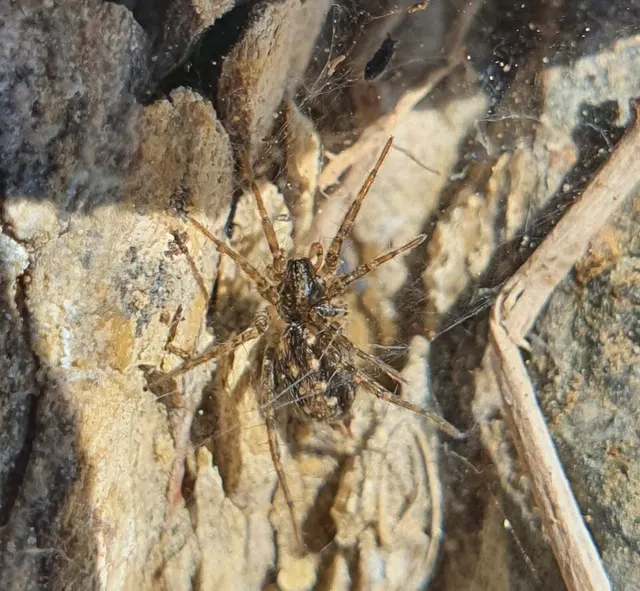 Mistaria zuluana