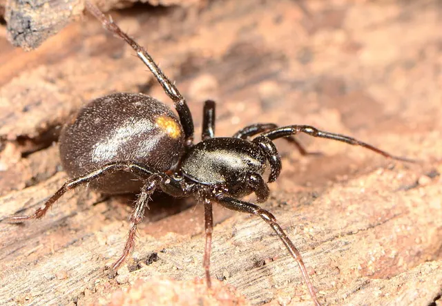 Systenoplacis vandami