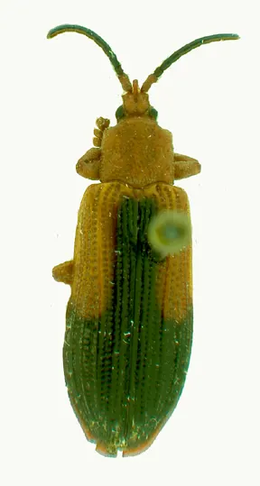 Oxycephala