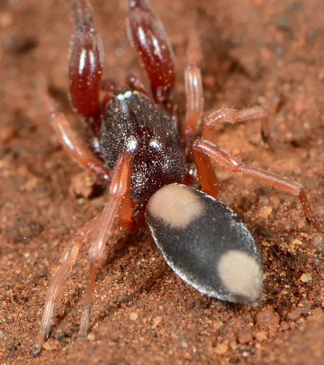 Diaphorocellus biplagiatus