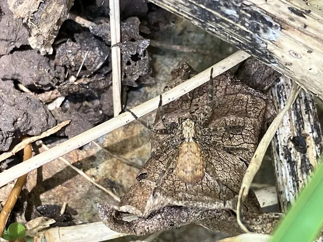 Anyphops stauntoni