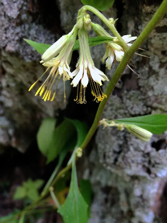 Nabalus serpentarius