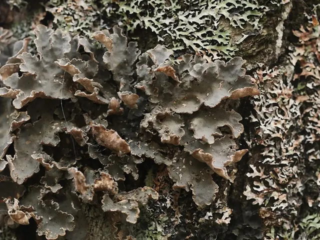 Lobarina