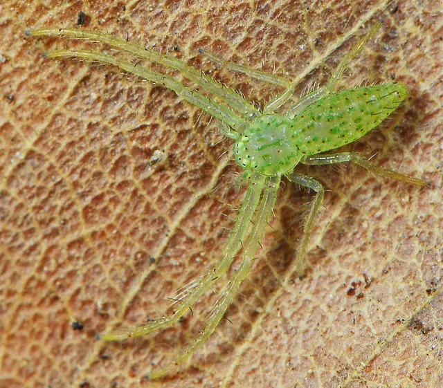 Oxytate argenteooculata