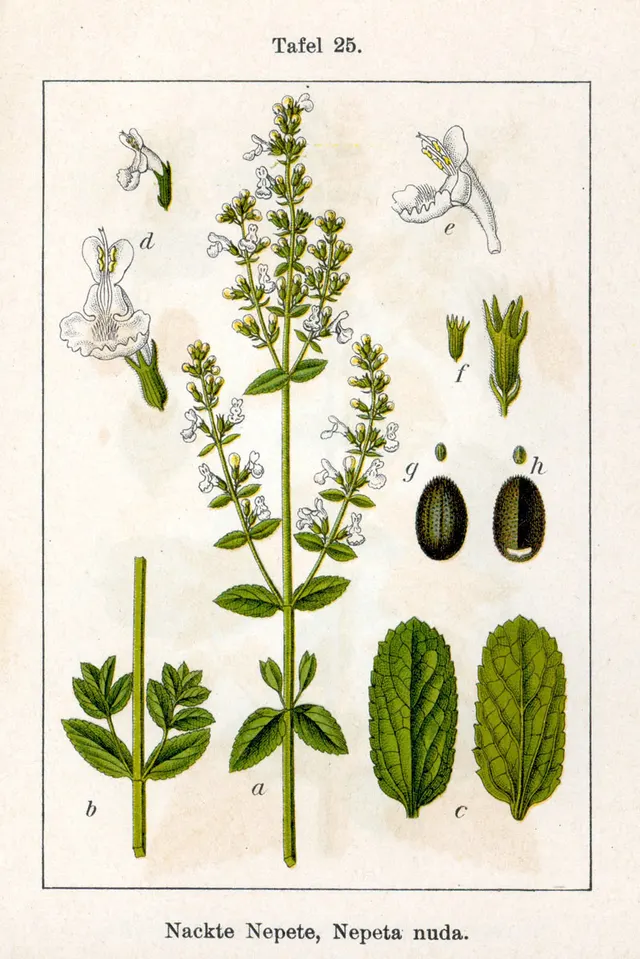 Nepeta nuda