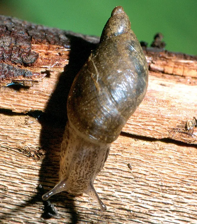 Oxyloma
