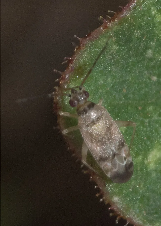 Reuteroscopus tinctipennis