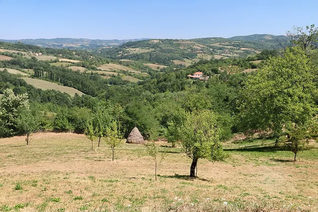 Kačer