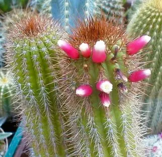 Floribunda pusilliflora