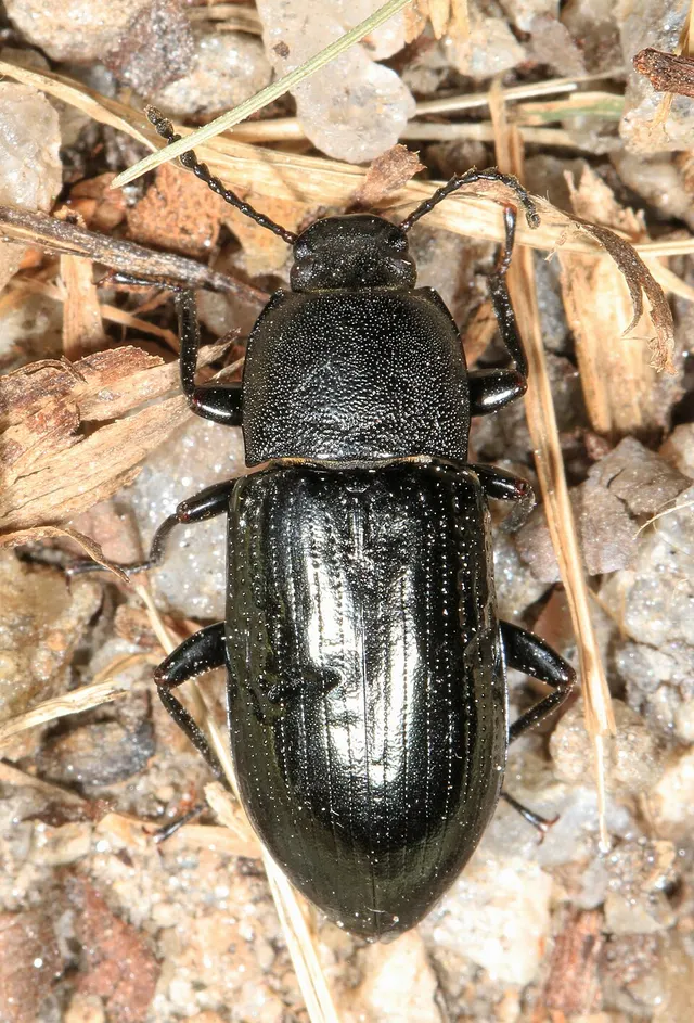 Centronopus