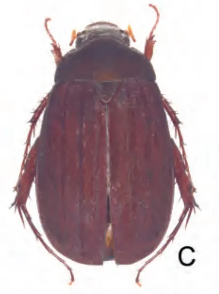 Neoserica parilis