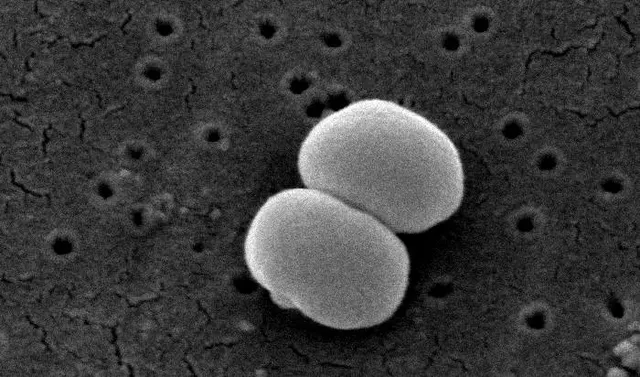Sporohalobacter