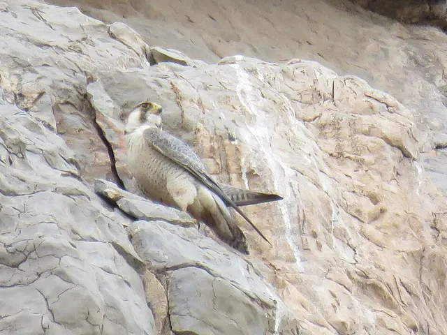 Red-naped shaheen