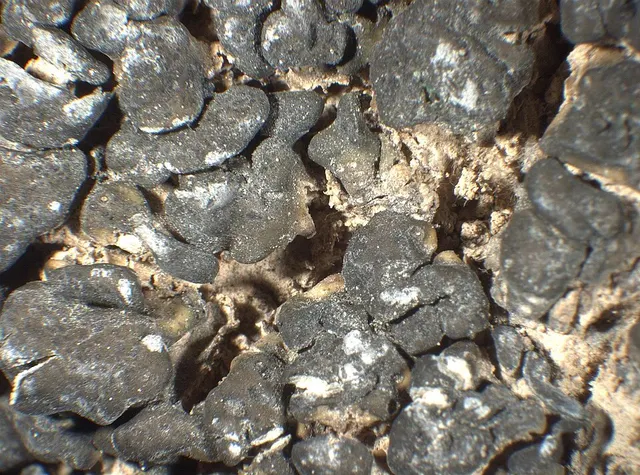 Gloeoheppia turgida