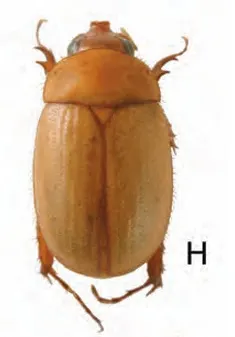 Maladera nasuta