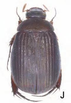 Maladera johannesi