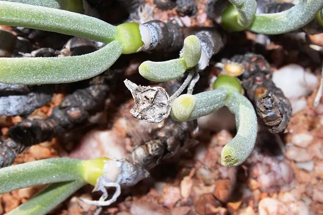 Monilaria pisiformis