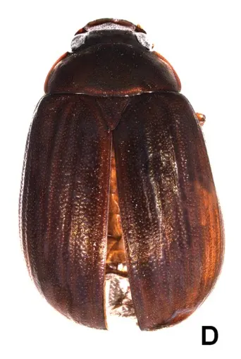 Tetraserica bachmaensis