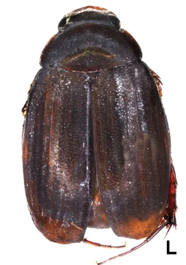 Tetraserica koi