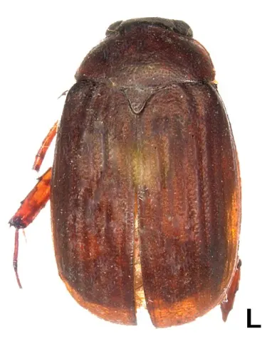 Tetraserica yaoquensis