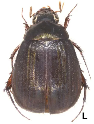 Tetraserica nussi