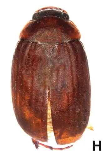 Tetraserica menglongensis