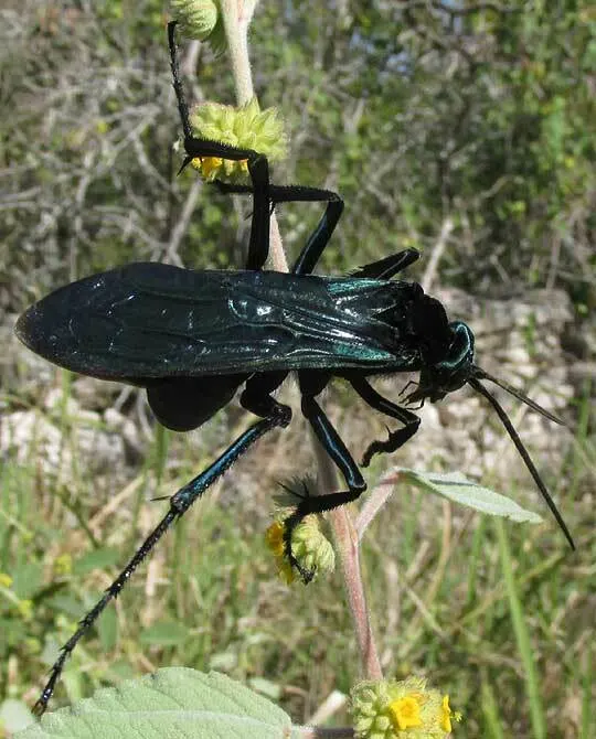 Pepsis mexicana